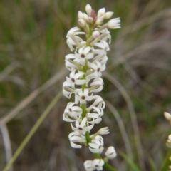 Stackhousia monogyna at Point 5438 - 14 Oct 2017