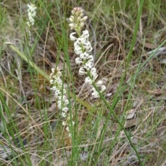 Stackhousia monogyna at Point 5438 - 14 Oct 2017 04:03 PM