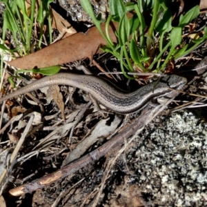 Morethia boulengeri at Googong, NSW - 13 Oct 2017