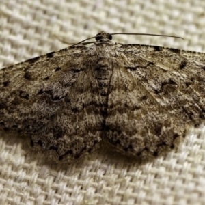 Psilosticha absorpta at O'Connor, ACT - 14 Oct 2017 10:45 PM