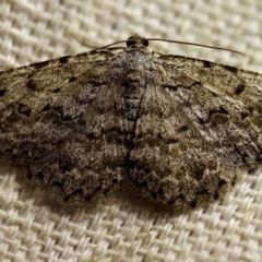 Psilosticha absorpta at O'Connor, ACT - 14 Oct 2017 10:45 PM