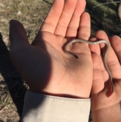 Aprasia parapulchella (Pink-tailed Worm-lizard) at Mount Taylor - 15 Oct 2017 by AlexSof