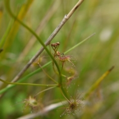 Drosera auriculata at Acton, ACT - 14 Oct 2017