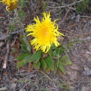 Podolepis jaceoides at Tuggeranong DC, ACT - 14 Oct 2017 09:26 AM