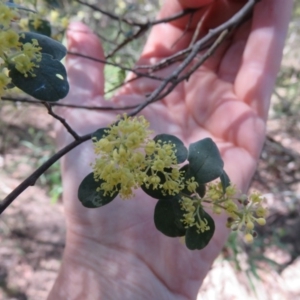 Pomaderris brogoensis at Brogo, NSW - 13 Oct 2017 11:33 AM