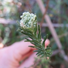 Ozothamnus diosmifolius (Rice Flower, White Dogwood, Sago Bush) at Brogo, NSW - 13 Oct 2017 by CCPK