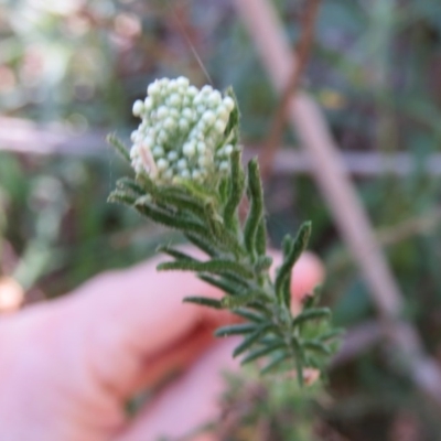 Ozothamnus diosmifolius (Rice Flower, White Dogwood, Sago Bush) at Brogo, NSW - 13 Oct 2017 by CCPK