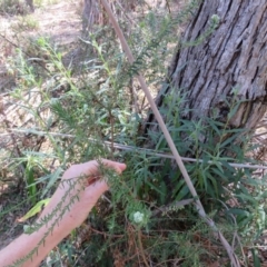 Ozothamnus diosmifolius at Brogo, NSW - 13 Oct 2017 11:36 AM