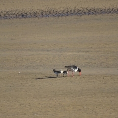 Haematopus longirostris (Australian Pied Oystercatcher) at Batemans Bay, NSW - 13 Oct 2017 by roymcd