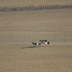 Haematopus longirostris (Australian Pied Oystercatcher) at Batemans Bay, NSW - 12 Oct 2017 by roymcd