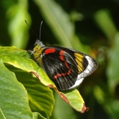 Delias nigrina (Black Jezebel) at Mogo, NSW - 12 Oct 2017 by roymcd