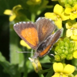 Lucia limbaria at Molonglo River Reserve - 15 Oct 2017