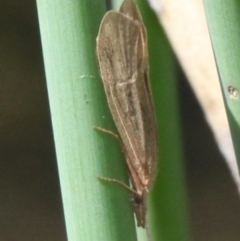 Triplectides sp. (genus) (A long-horned caddisfly) at Molonglo Valley, ACT - 15 Oct 2017 by HarveyPerkins