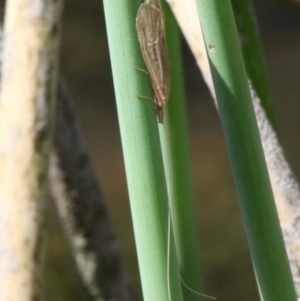 Triplectides sp. (genus) at Molonglo River Reserve - 15 Oct 2017