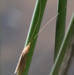 Triplectides sp. (genus) at Molonglo River Reserve - 15 Oct 2017