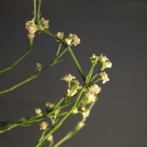 Asperula ambleia at Greenway, ACT - 15 Oct 2017