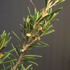 Bertya rosmarinifolia (Rosemary Bertya) at Greenway, ACT - 15 Oct 2017 by MichaelBedingfield