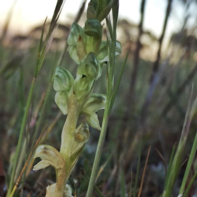 Hymenochilus cycnocephalus (Swan greenhood) at Googong, NSW - 16 Oct 2017 by Wandiyali