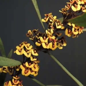 Daviesia mimosoides at Greenway, ACT - 15 Oct 2017