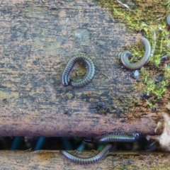 Ommatoiulus moreleti (Portuguese Millipede) at Flynn, ACT - 12 Oct 2017 by Christine