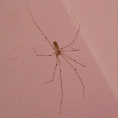 Pholcus phalangioides (Daddy-long-legs spider) at Flynn, ACT - 11 Oct 2017 by Christine
