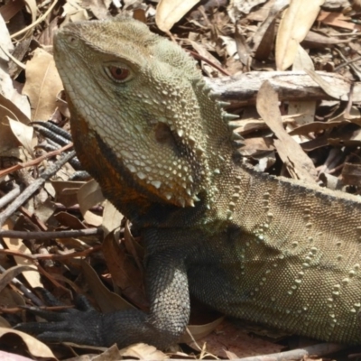 Intellagama lesueurii howittii (Gippsland Water Dragon) at Canberra Central, ACT - 15 Oct 2017 by Christine