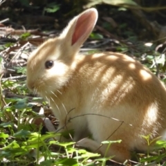 Oryctolagus cuniculus (European Rabbit) at ANBG - 14 Oct 2017 by Christine