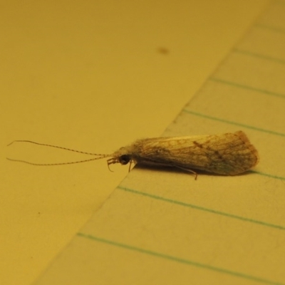 Trichoptera (order) (Unidentified Caddisfly) at Greenway, ACT - 15 Oct 2017 by MichaelBedingfield