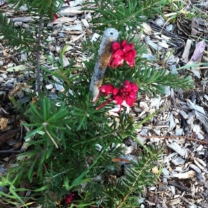 Grevillea sp. at Hughes, ACT - 15 Oct 2017