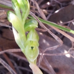 Hymenochilus cycnocephalus (Swan greenhood) at Kambah, ACT - 16 Oct 2017 by RosemaryRoth