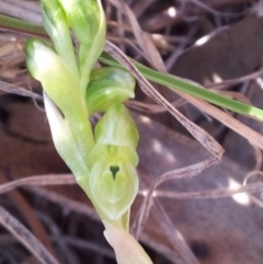 Hymenochilus cycnocephalus (Swan greenhood) at Kambah, ACT - 15 Oct 2017 by RosemaryRoth