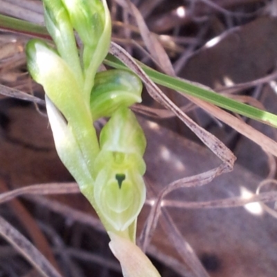 Hymenochilus cycnocephalus (Swan greenhood) at Kambah, ACT - 16 Oct 2017 by RosemaryRoth