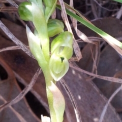 Hymenochilus cycnocephalus at Kambah, ACT - 16 Oct 2017