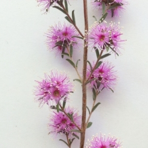 Kunzea parvifolia at Garran, ACT - 15 Oct 2017