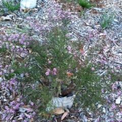 Kunzea parvifolia at Garran, ACT - 15 Oct 2017