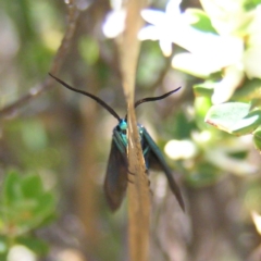 Pollanisus viridipulverulenta at Kambah, ACT - 15 Oct 2017