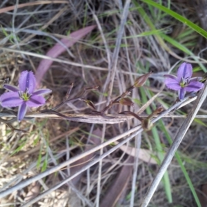 Thysanotus patersonii at Kambah, ACT - 15 Oct 2017