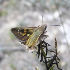 Trapezites phigalia (Heath Ochre) at Mount Taylor - 15 Oct 2017 by MatthewFrawley