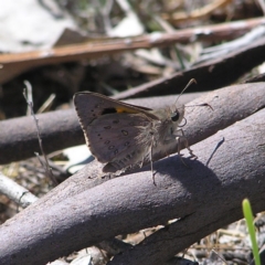 Trapezites phigalia at Kambah, ACT - 15 Oct 2017