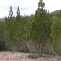 Callitris endlicheri (Black Cypress Pine) at Williamsdale, NSW - 14 Oct 2017 by MatthewFrawley