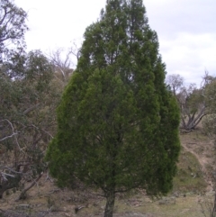 Callitris endlicheri at Williamsdale, NSW - 14 Oct 2017 02:13 PM