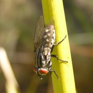 Sarcophagidae sp. (family) at Kambah, ACT - 15 Oct 2017