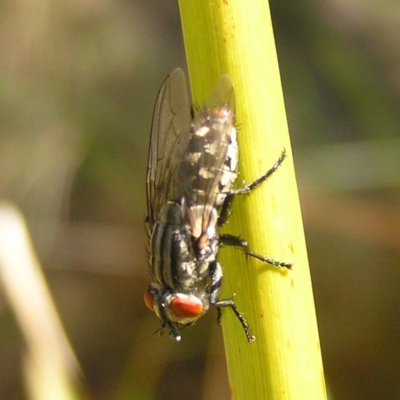 Sarcophagidae (family) (Unidentified flesh fly) at Kambah, ACT - 15 Oct 2017 by MatthewFrawley