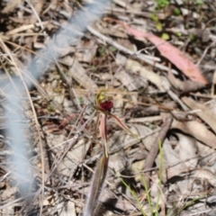 Caladenia actensis (Canberra Spider Orchid) by petersan