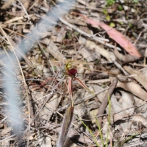 Caladenia actensis at suppressed - 16 Oct 2017