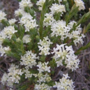 Pimelea linifolia subsp. caesia at Williamsdale, ACT - 14 Oct 2017 10:06 AM