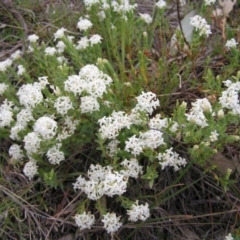 Pimelea linifolia subsp. caesia at Williamsdale, ACT - 14 Oct 2017 10:06 AM