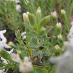 Pimelea linifolia subsp. caesia at Williamsdale, ACT - 14 Oct 2017 10:06 AM