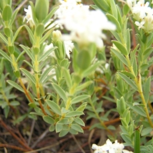 Pimelea linifolia subsp. caesia at Williamsdale, ACT - 14 Oct 2017 10:06 AM