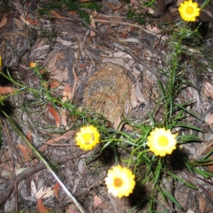 Xerochrysum viscosum at Garran, ACT - 1 Dec 2016 12:00 AM